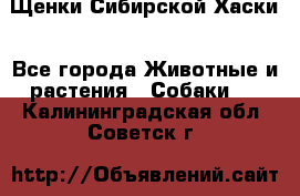 Щенки Сибирской Хаски - Все города Животные и растения » Собаки   . Калининградская обл.,Советск г.